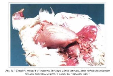 Вегад - Атлас болезней птицы. Ч. 28. Тепловой стресс