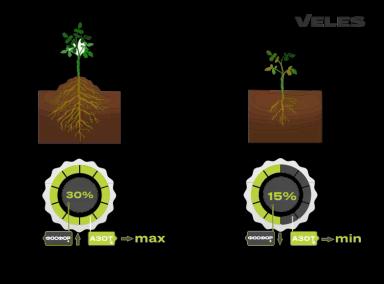 ФОСФОР И ЕГО РОЛЬ В РАЗВИТИИ РАСТЕНИЙ
