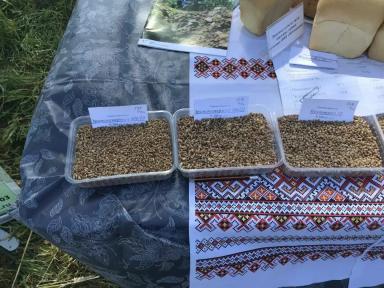 Результаты селекции озимой пшеницы ФИЦ “Немчиновка”