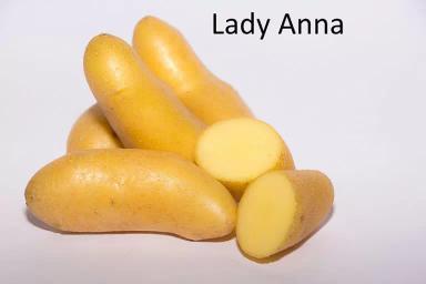 Леди Анна