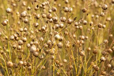 Снегурок сорт льна масличного