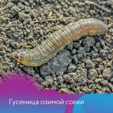 Подготовка зерновых к посевной