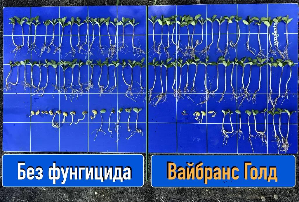 Учёт произрастания всходов сои после обработки Вайбранс Голд!