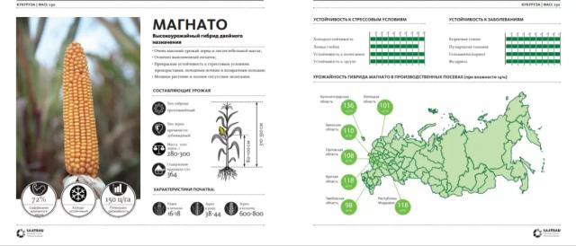Магнато (MAGNATO) гибрид кукурузы