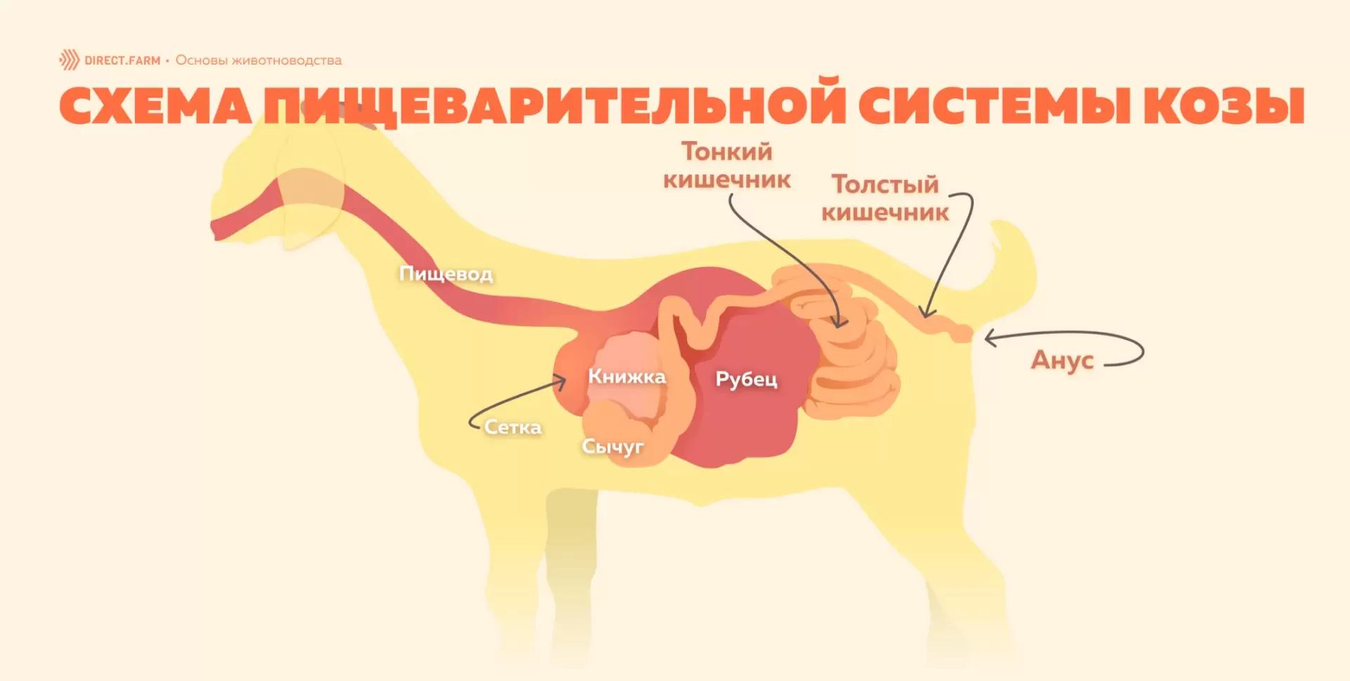 Особенности пищеварительной системы козы