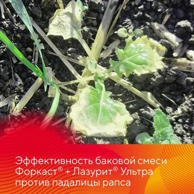 Результаты осенней обработки озимых гербицидами Форкаст® и Лазурит® Ультра