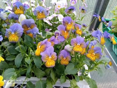 Цветущий сад. Личный опыт.