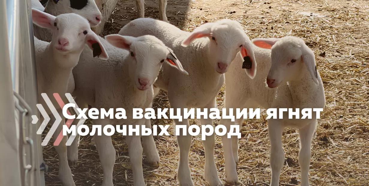Схема ветеринарных обработок ягнят молочных пород в возрасте до 3-х месяцев