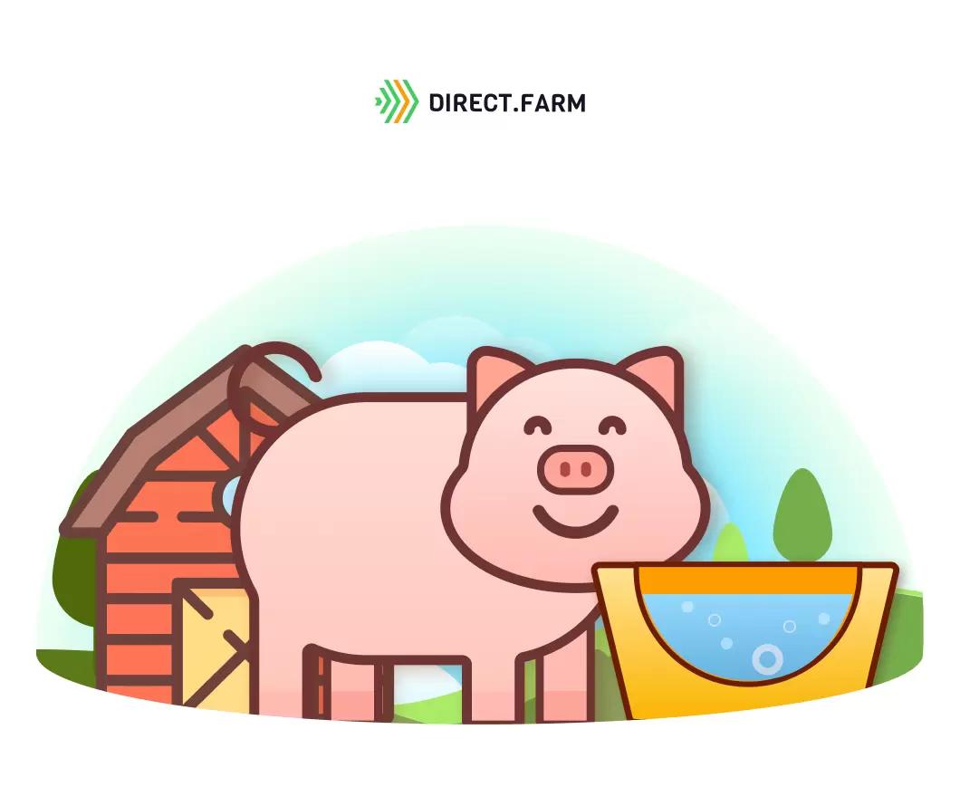 Поение свиней