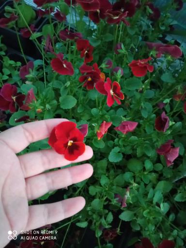 Цветущий сад. Личный опыт.