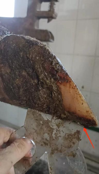 Основные ошибки при расчистке копытец КРС