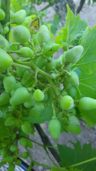 Вопросы из чатов: Налет на винограде