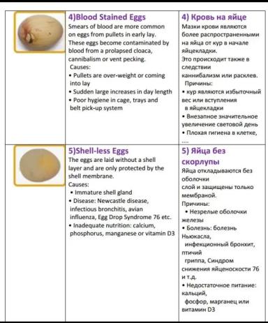 Дефекты яйца и их причины