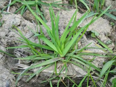 Костер ржаной