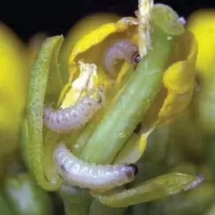 Рапсовый цветоед