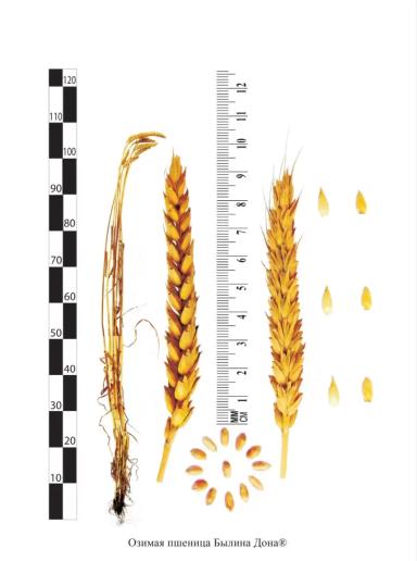 Былина Дона сорт пшеницы мягкой озимой