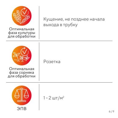 «Вредный объект? У «Августа» ответ!» – осот розовый в посевах зерновых