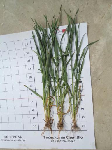 Осмотр полей.Теучежский р-он, г. Адыгейск , р. Адыгея.