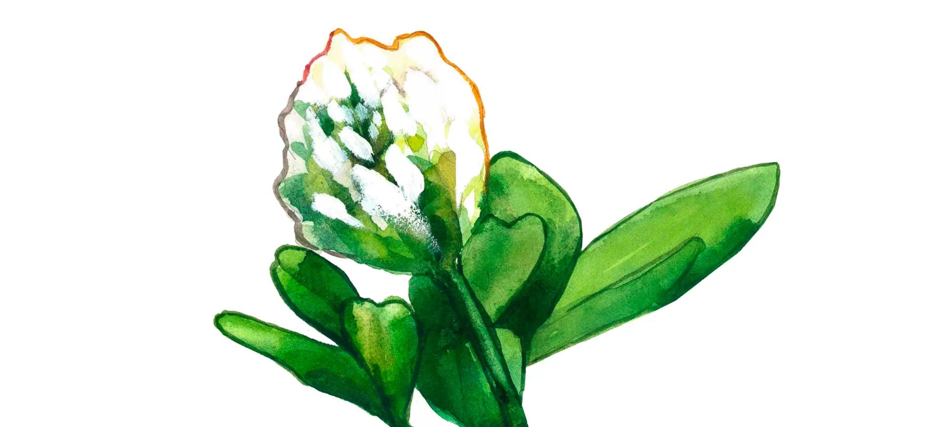 Клевер александрийский – зеленая масса (корм)