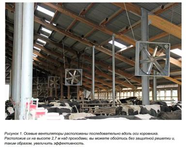 Как спасти корову от жары?