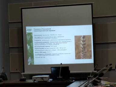 Токката (TOCCATA) пшеница