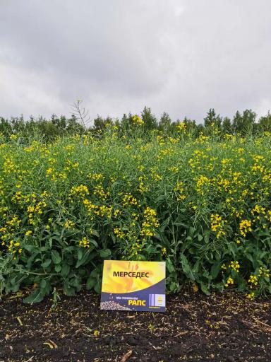 Мерседес (MERSEDES)