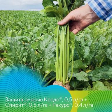 Защита сахарной свеклы от церкоспороза