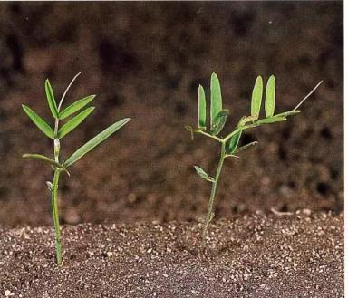 Мышиный горошек