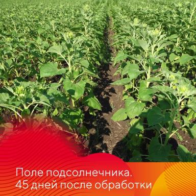 Химпрополка подсолнечника
