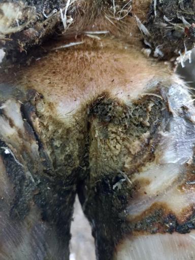 Пальцевый дерматит