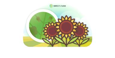 Причины пятен на листьях подсолнечника