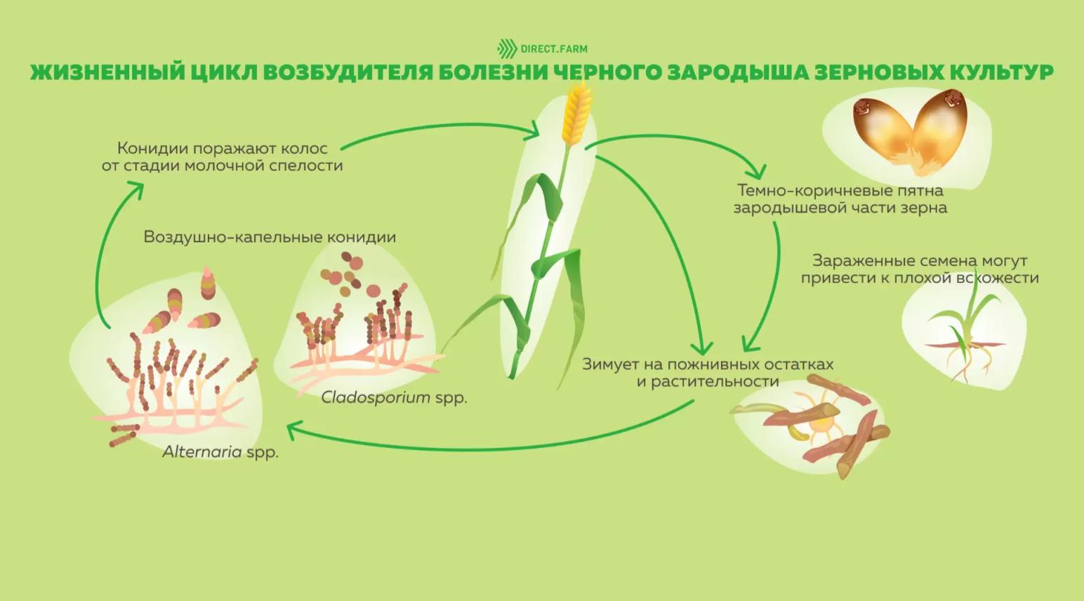 Болезнь «черной точки» зерновых и ее влияние на качество помола