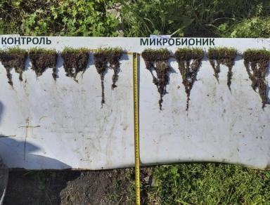 Применение препарата «Микробионик» на спортивных газонах с интенсивной нагрузкой