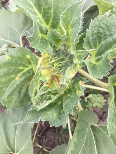 Что с подсолнечником, заворачиваются листья?