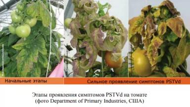 Карантинные болезни картофеля