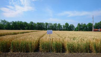 Караван сорт мягкой озимой пшеницы