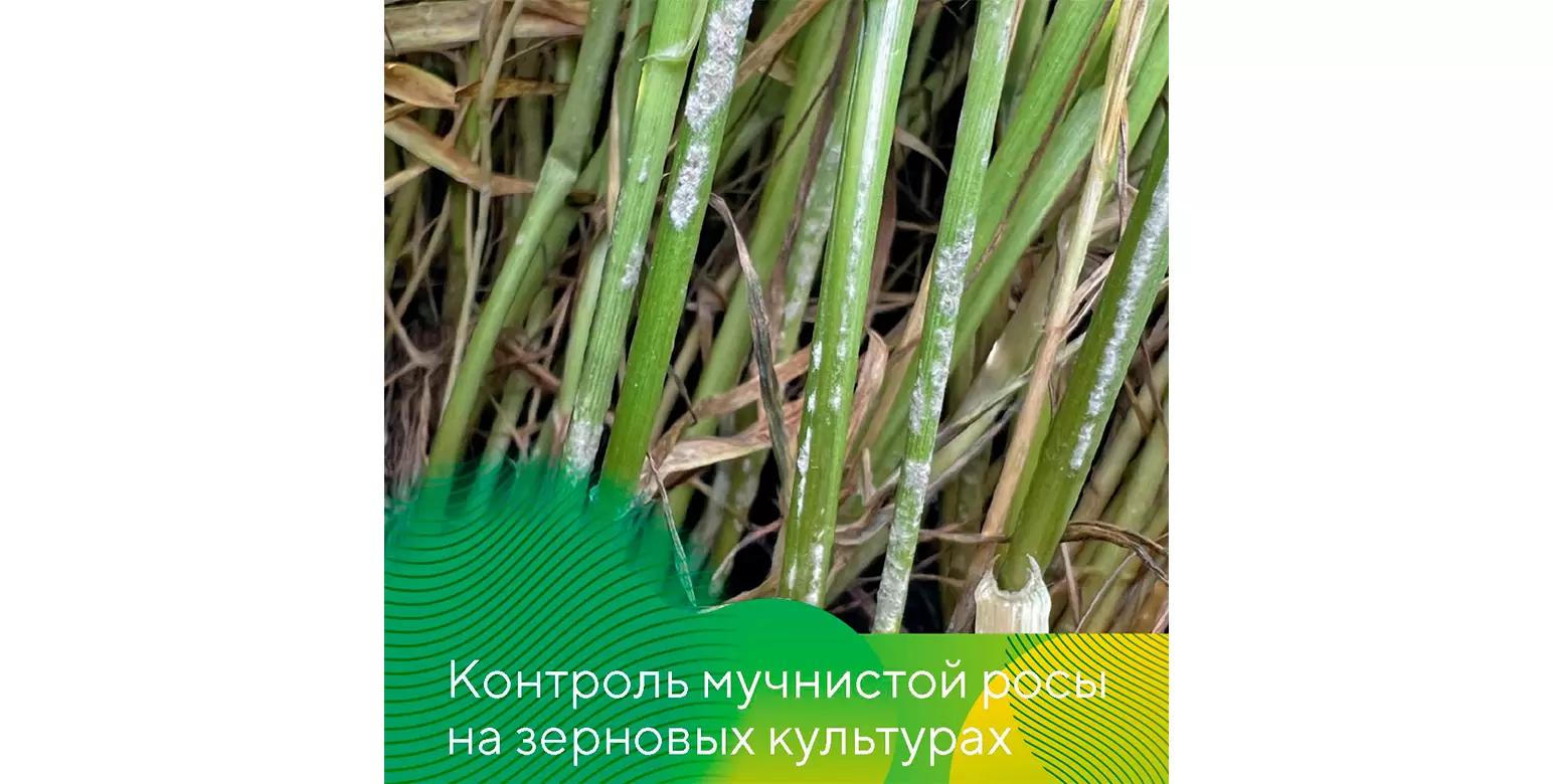 Мучнистая роса на зерновых культурах. Меры борьбы