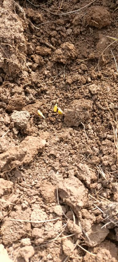 Посеять лён на выпасах. Запускаем залежные земли 👨‍🌾