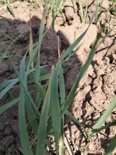 Вопросы из чатов: что с пшеницей?