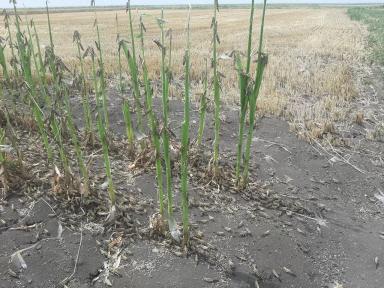 Прямо сейчас: агрономический фильм ужасов в Краснодарском крае