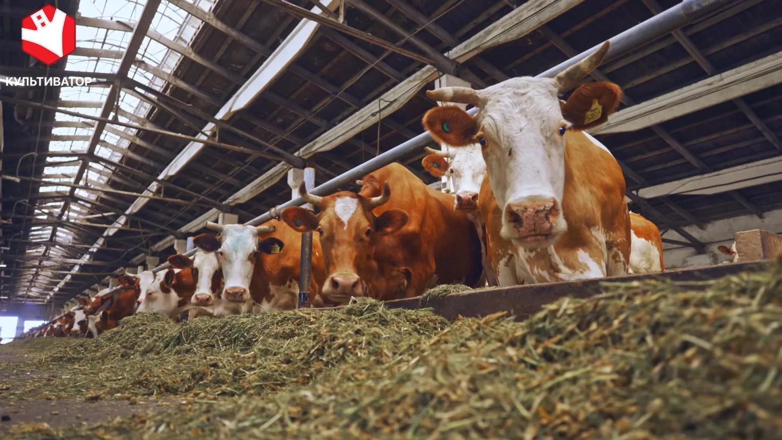 Технологии содержания молочного КРС. Получить максимум
