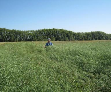 Применение инсектицидного протравителя Контадор Макси на рапсе