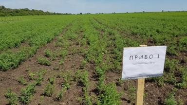 Семена нута сортов "Приво-1" и "Волжанин 50"