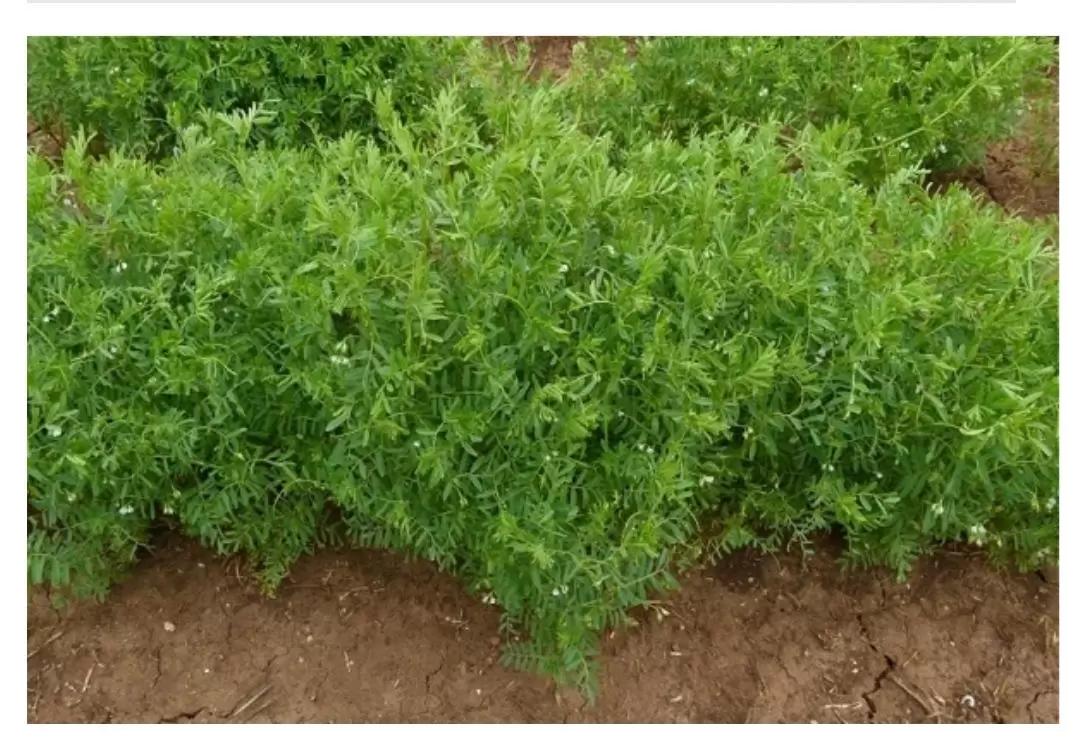 Технология возделывания чечевицы в Сибири