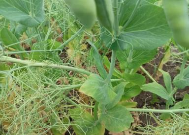 Вопросы из чатов: чем провести обработку?