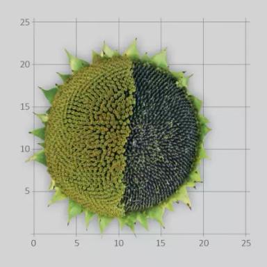 ЛГ 50479 СХ подсолнечник Лимагрейн