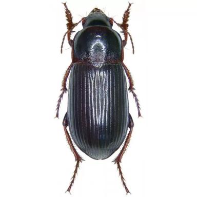 Хлебная жужелица