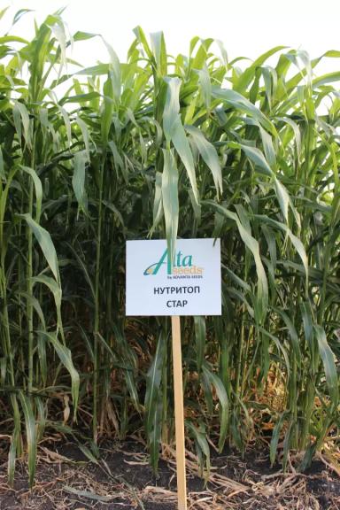 Новые культуры – сорго, сорго-суданка и африканское просо