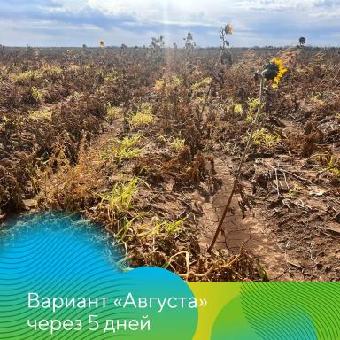 О важности десикации картофеля