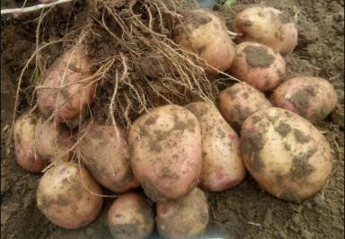 Розовый чародей